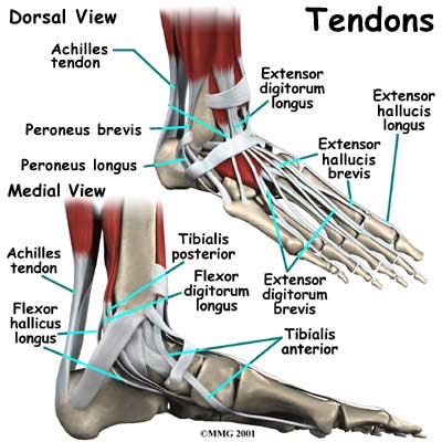 tendons of foot. like………… tendons-foot.jpg